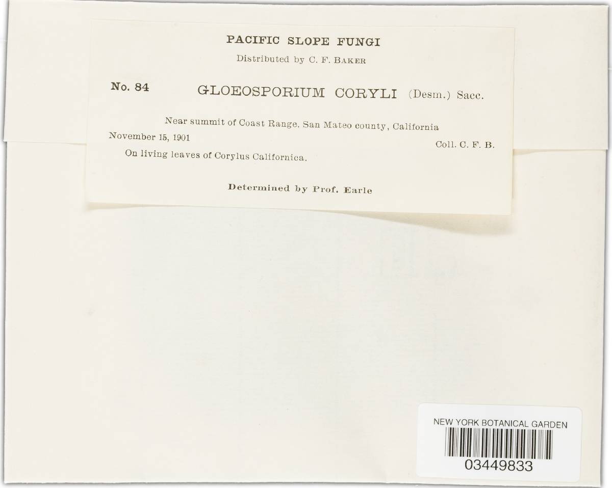 Monostichella coryli image