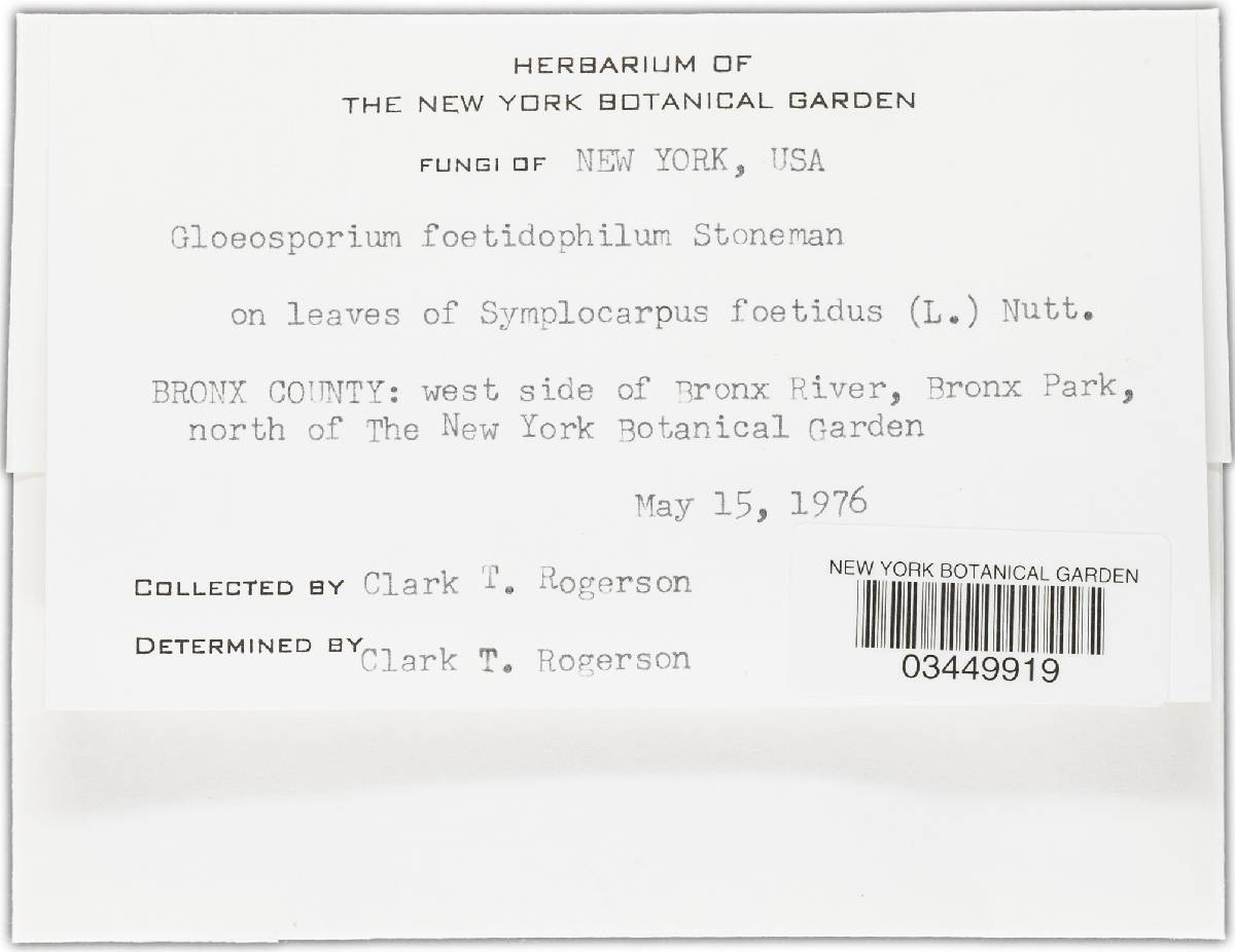 Gloeosporium foetidophilum image