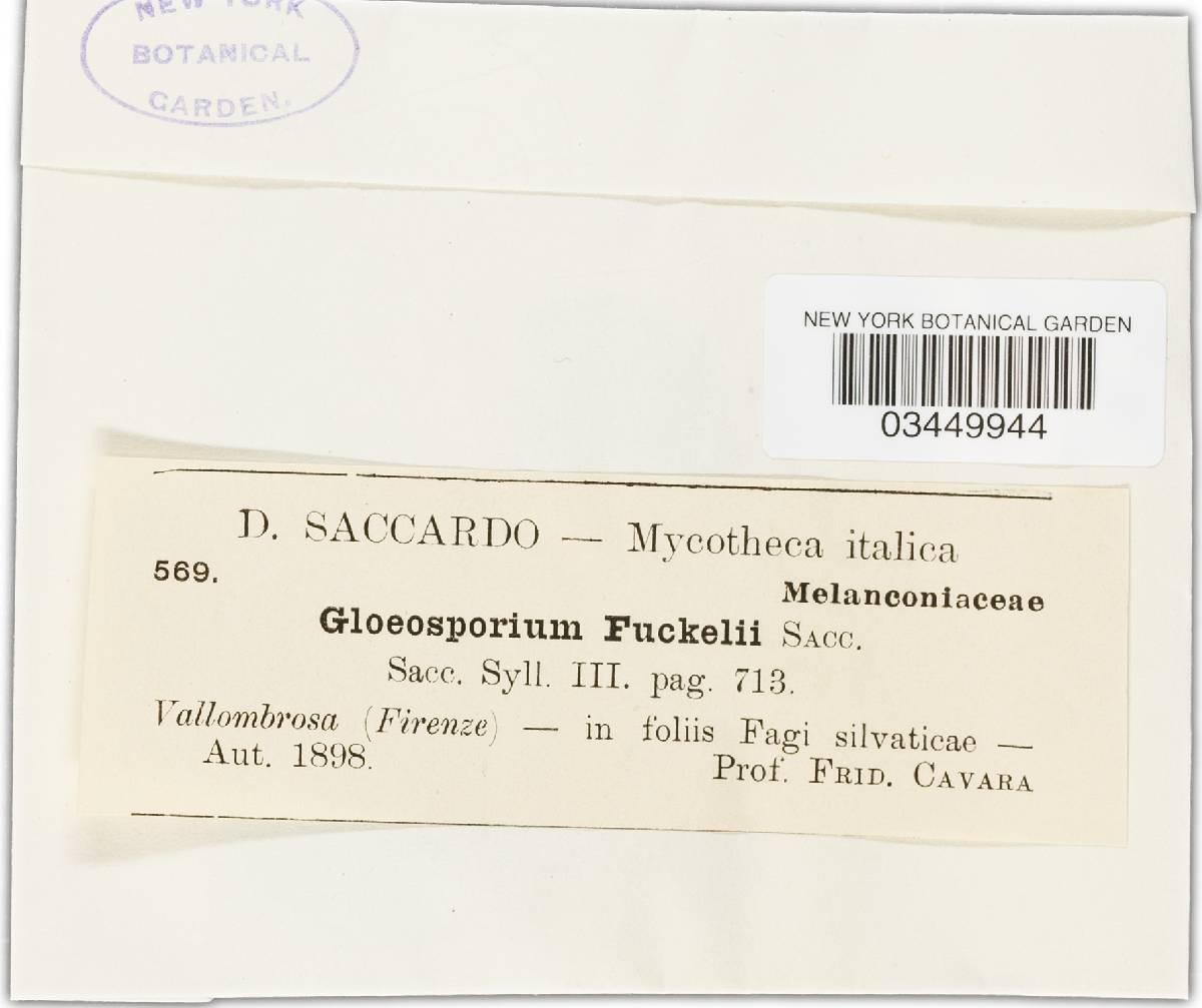 Gloeosporium fuckelii image