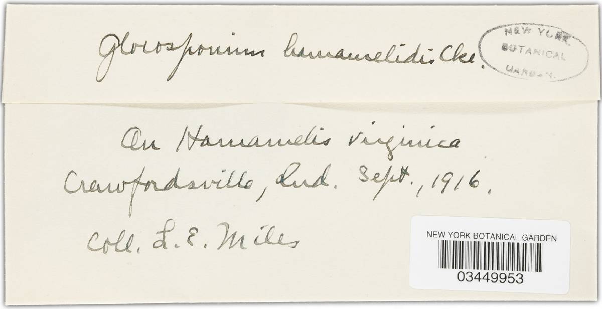 Gloeosporium hamamelidis image