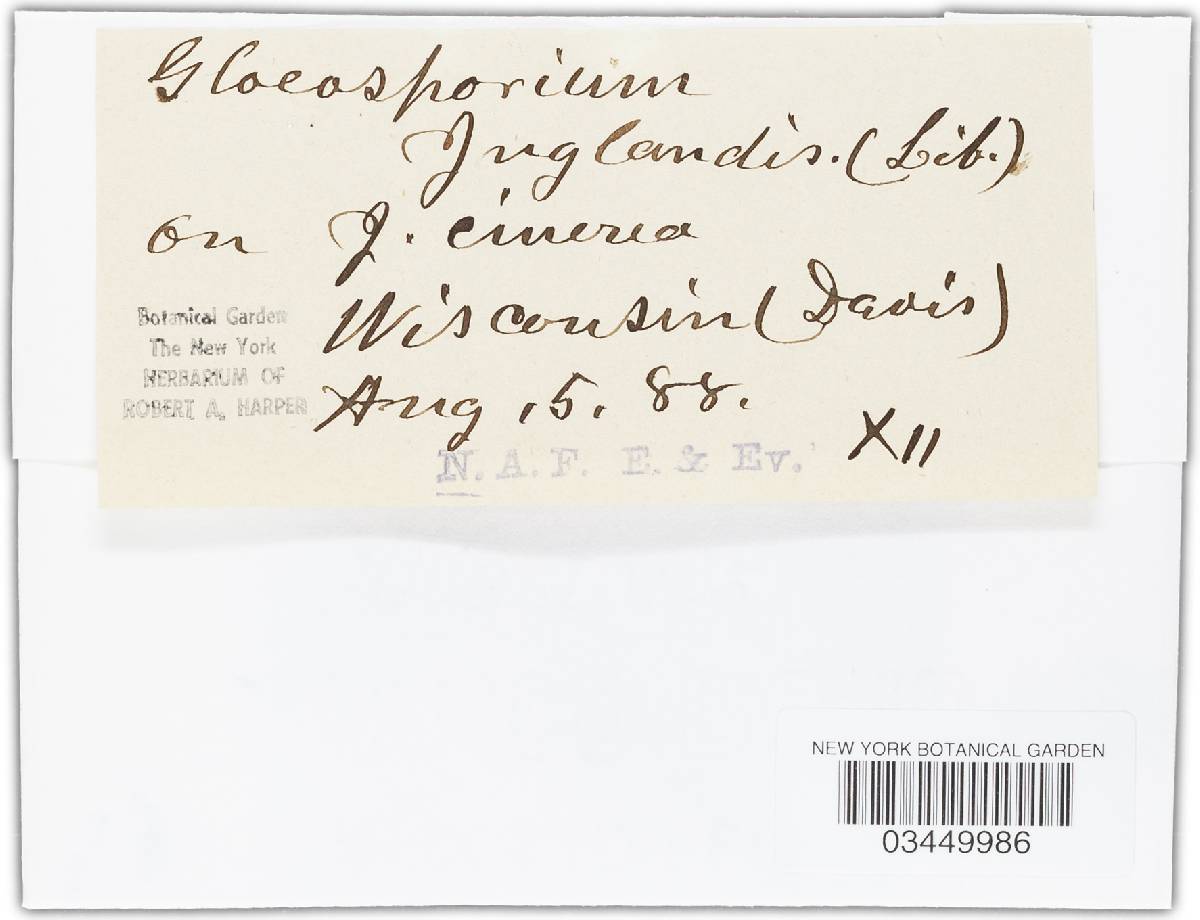 Gloeosporium juglandis image