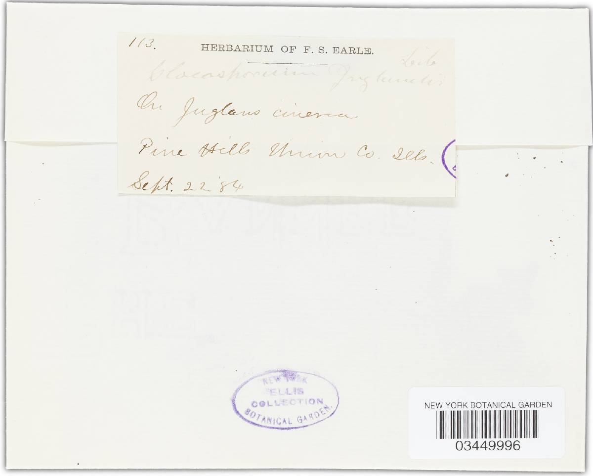 Gloeosporium juglandis image