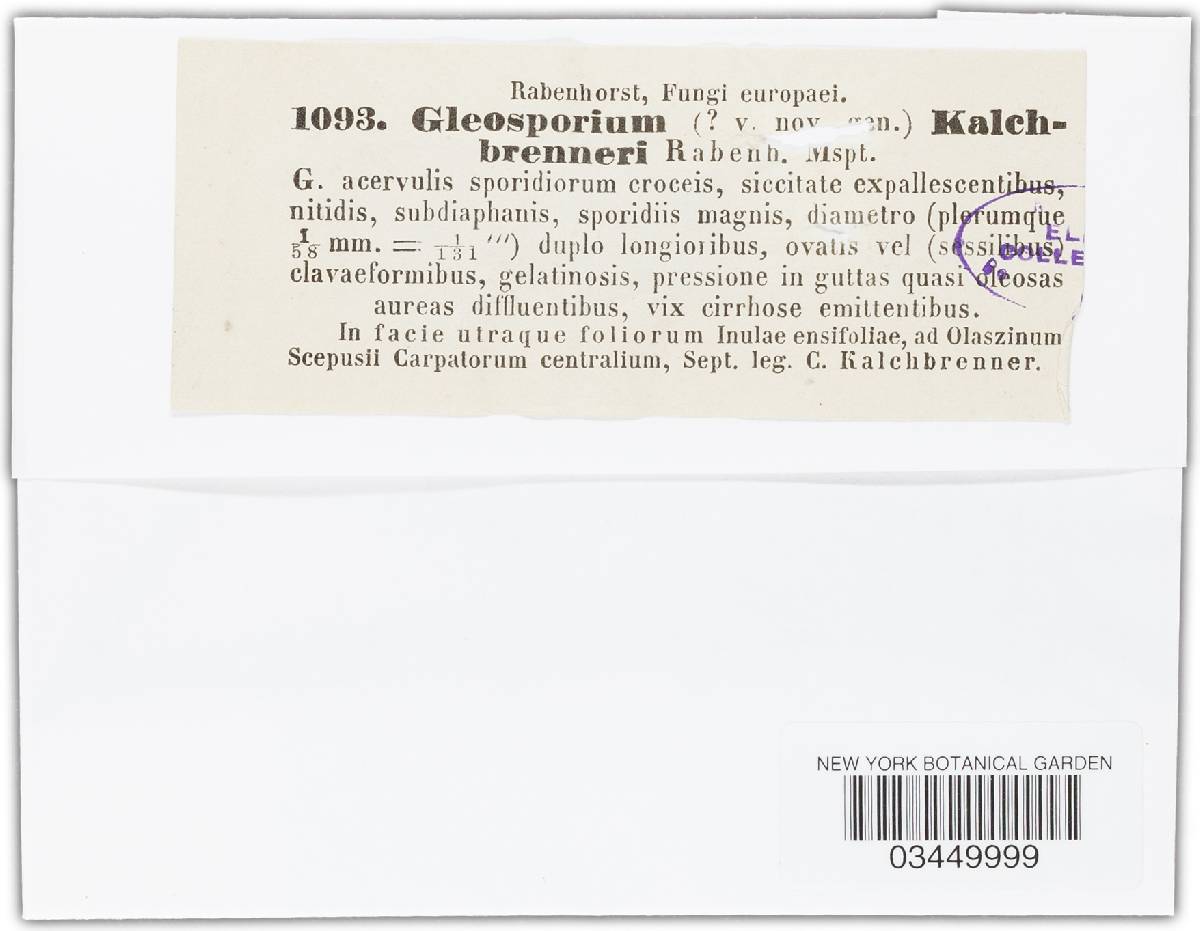 Gloeosporium kalchbrenneri image