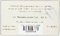 Puccinia vexans image