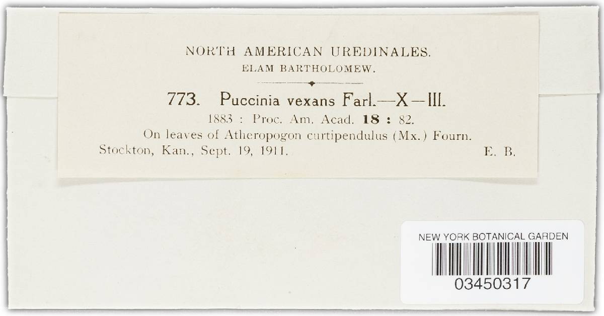 Puccinia vexans image