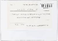 Puccinia violae image