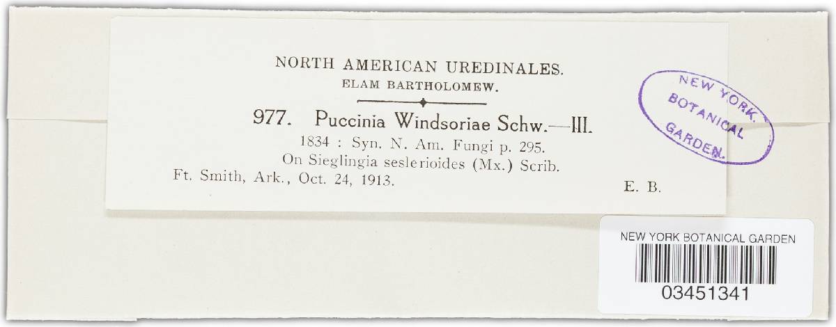Puccinia windsoriae image