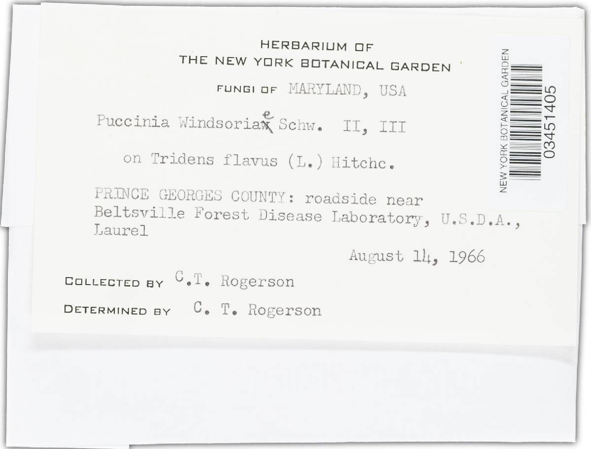 Puccinia windsoriae image