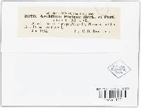 Puccinia windsoriae image