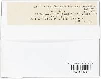 Puccinia windsoriae image
