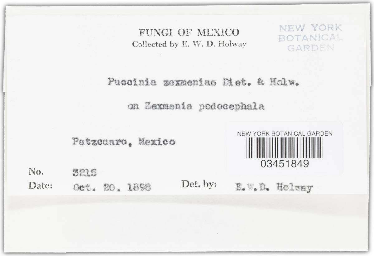 Puccinia zexmeniae image