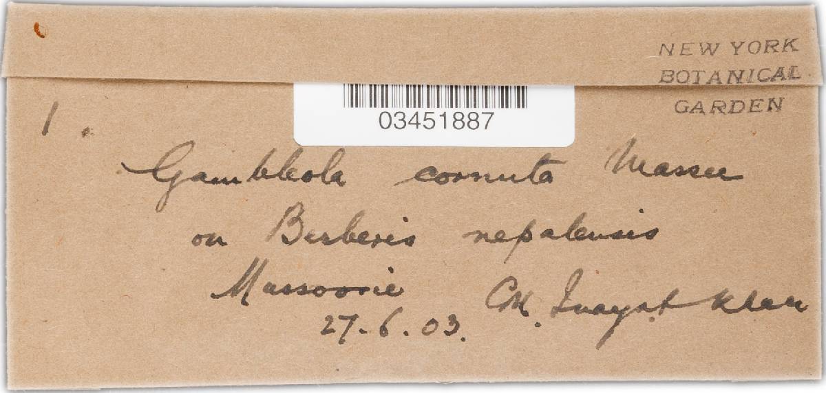 Gambleola cornuta image