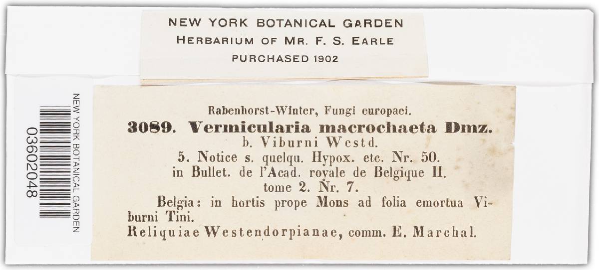 Vermicularia macrochaeta image