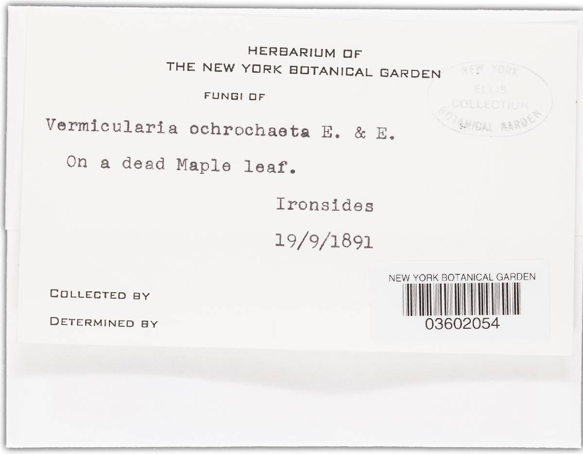 Vermicularia ochrochaeta image
