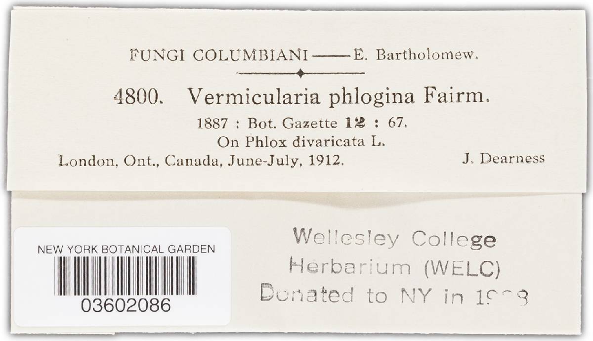 Vermicularia phlogina image