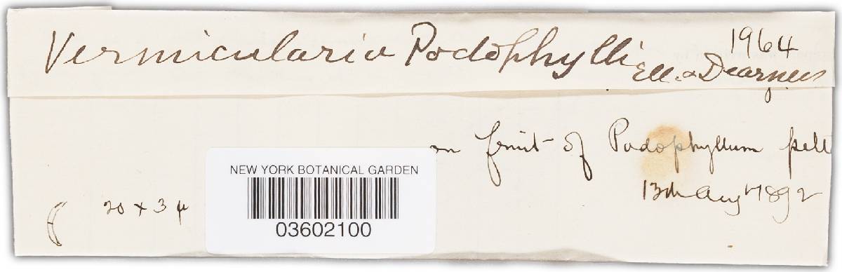 Vermicularia podaphylli image