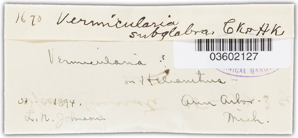 Vermicularia subglabra image