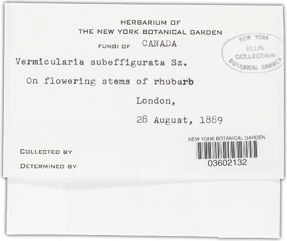 Vermicularia subeffigurata image