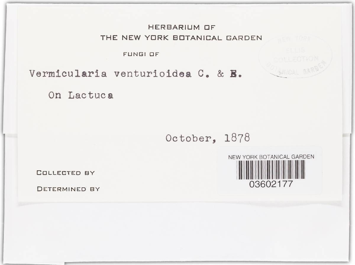 Vermicularia velutina image
