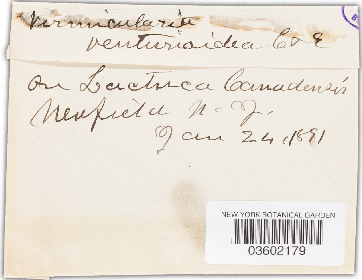 Vermicularia velutina image