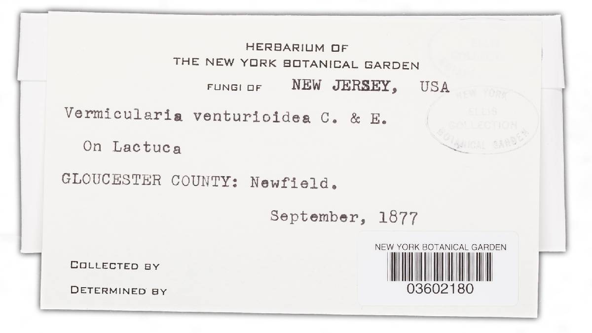 Vermicularia velutina image