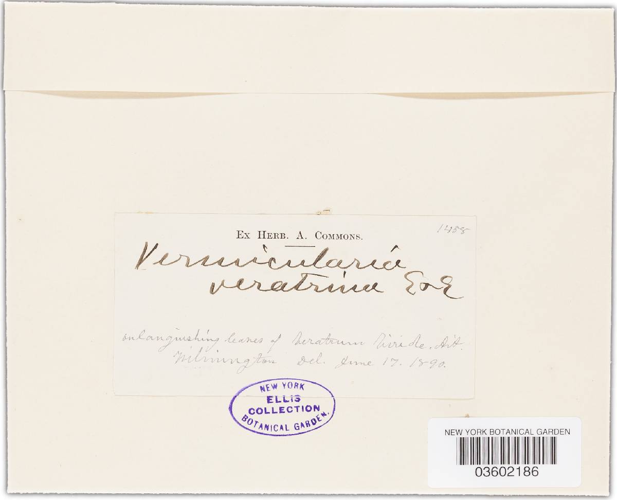 Vermicularia veratrina image