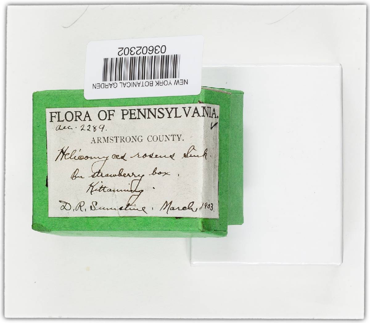 Helicomyces roseus image