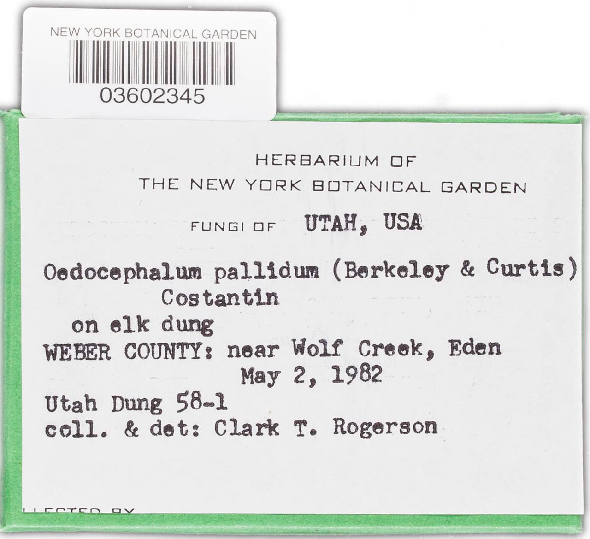 Oedocephalum pallidum image
