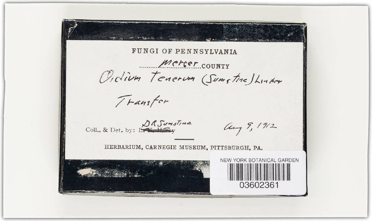 Oidium tenerum image