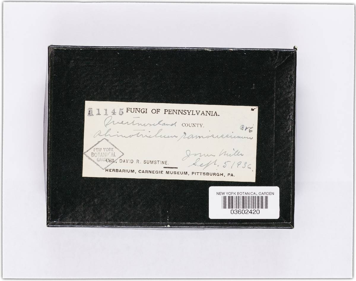 Tomentella lapida image