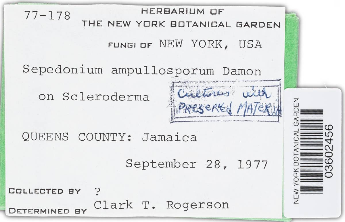 Sepedonium image