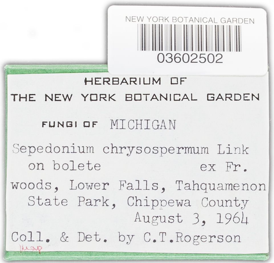 Sepedonium ampullosporum image