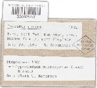 Physarum nutans image