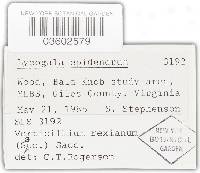 Lycogala epidendrum image