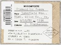 Stemonitis fusca image