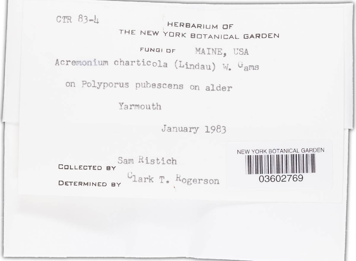 Acremonium charticola image