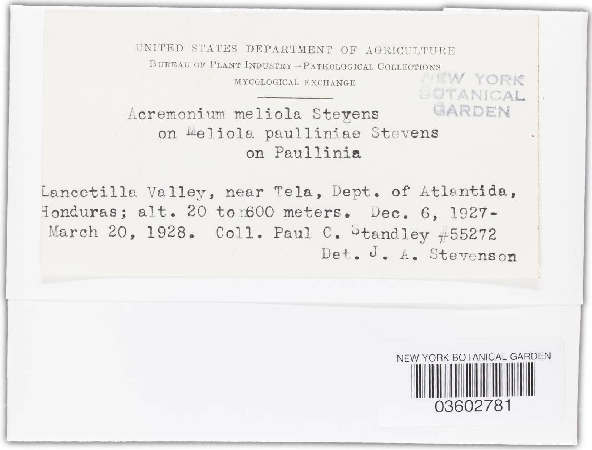 Acremonium meliola image
