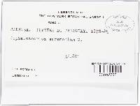 Sarocladium strictum image