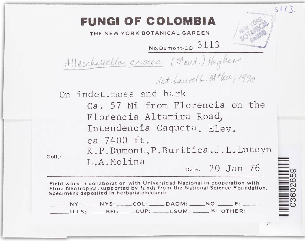 Allescheriella crocea image
