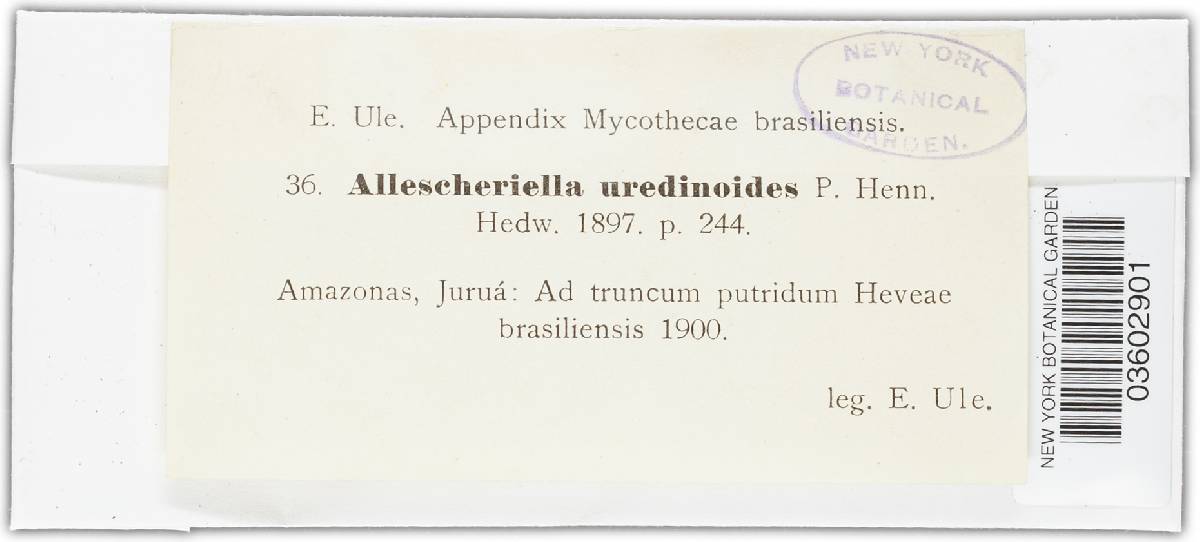 Allescheriella uredinoides image