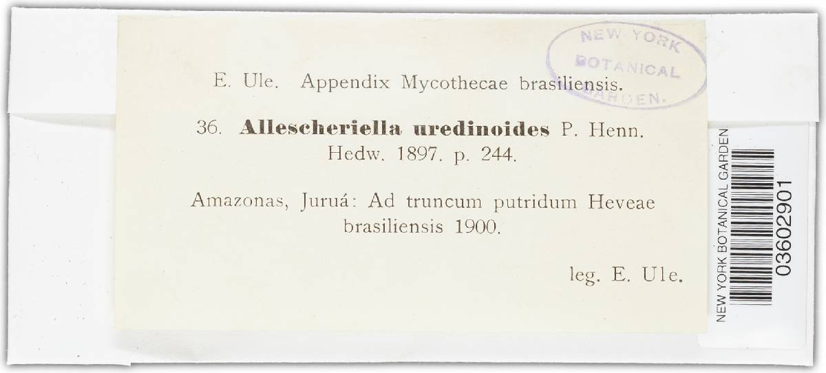 Allescheriella uredinoides image