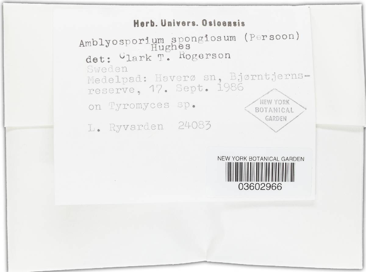 Amblyosporium spongiosum image