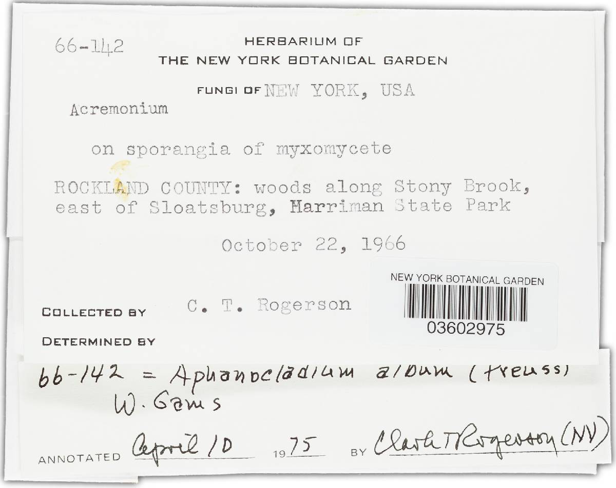 Aphanocladium album image