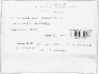 Aphanocladium album image