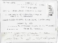 Aphanocladium album image
