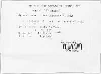 Aphanocladium album image