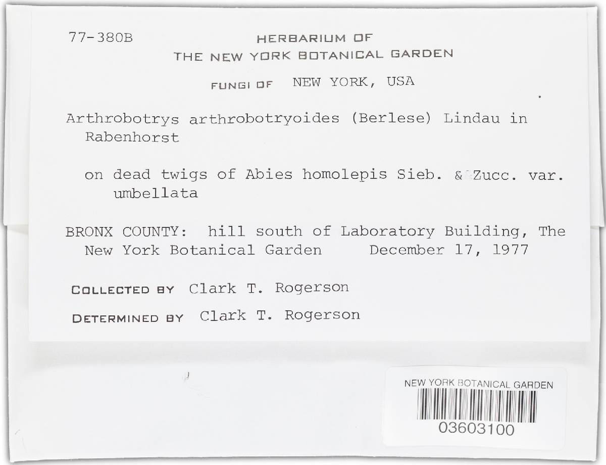 Arthrobotrys arthrobotryoides image