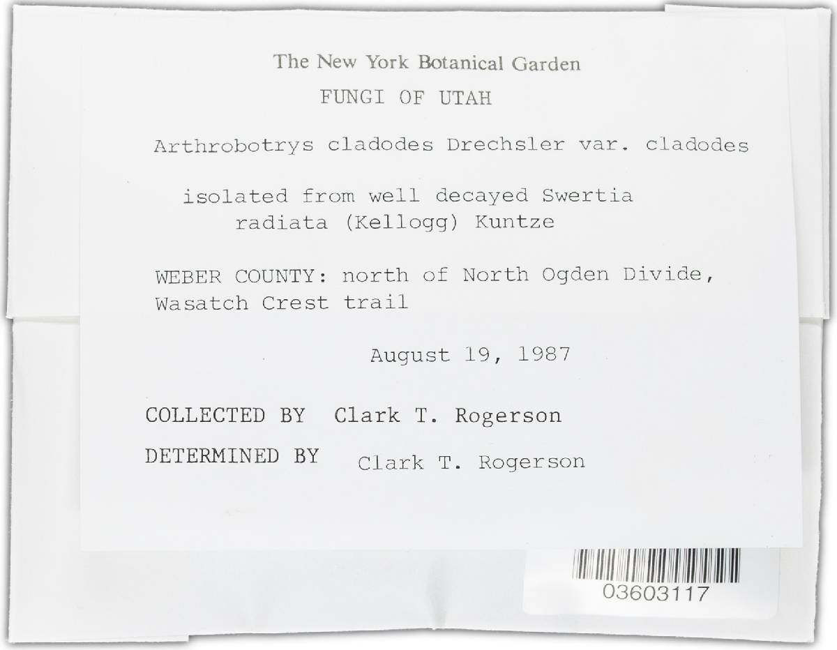 Arthrobotrys cladodes var. cladodes image