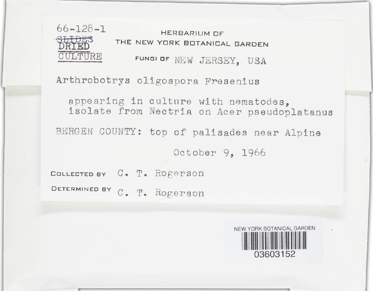 Arthrobotrys oligospora image