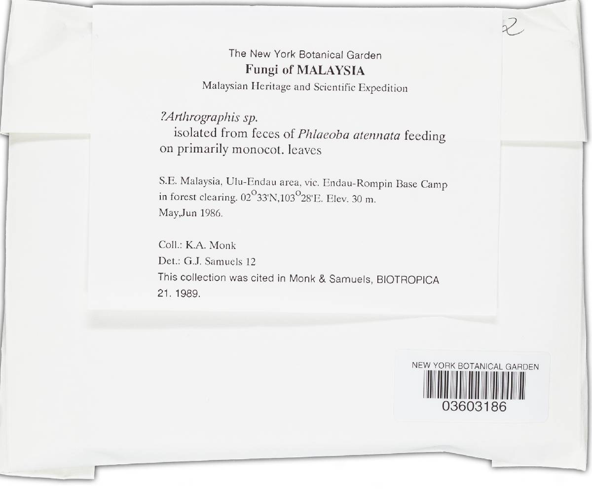 Arthrographis image